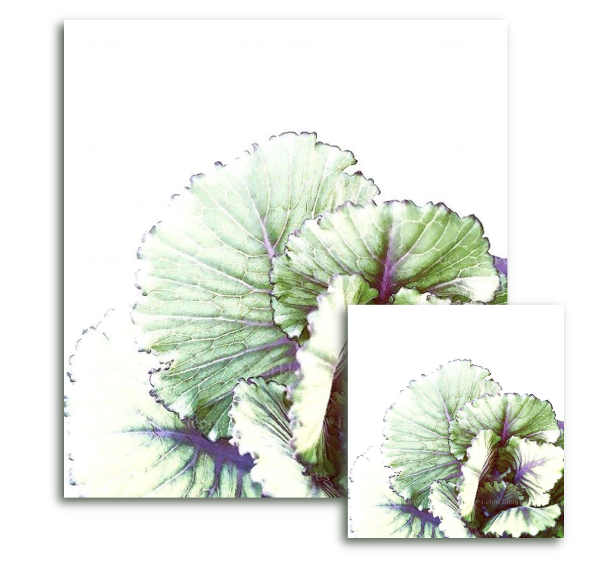 Greeting card - Botanical by Helen Kleores