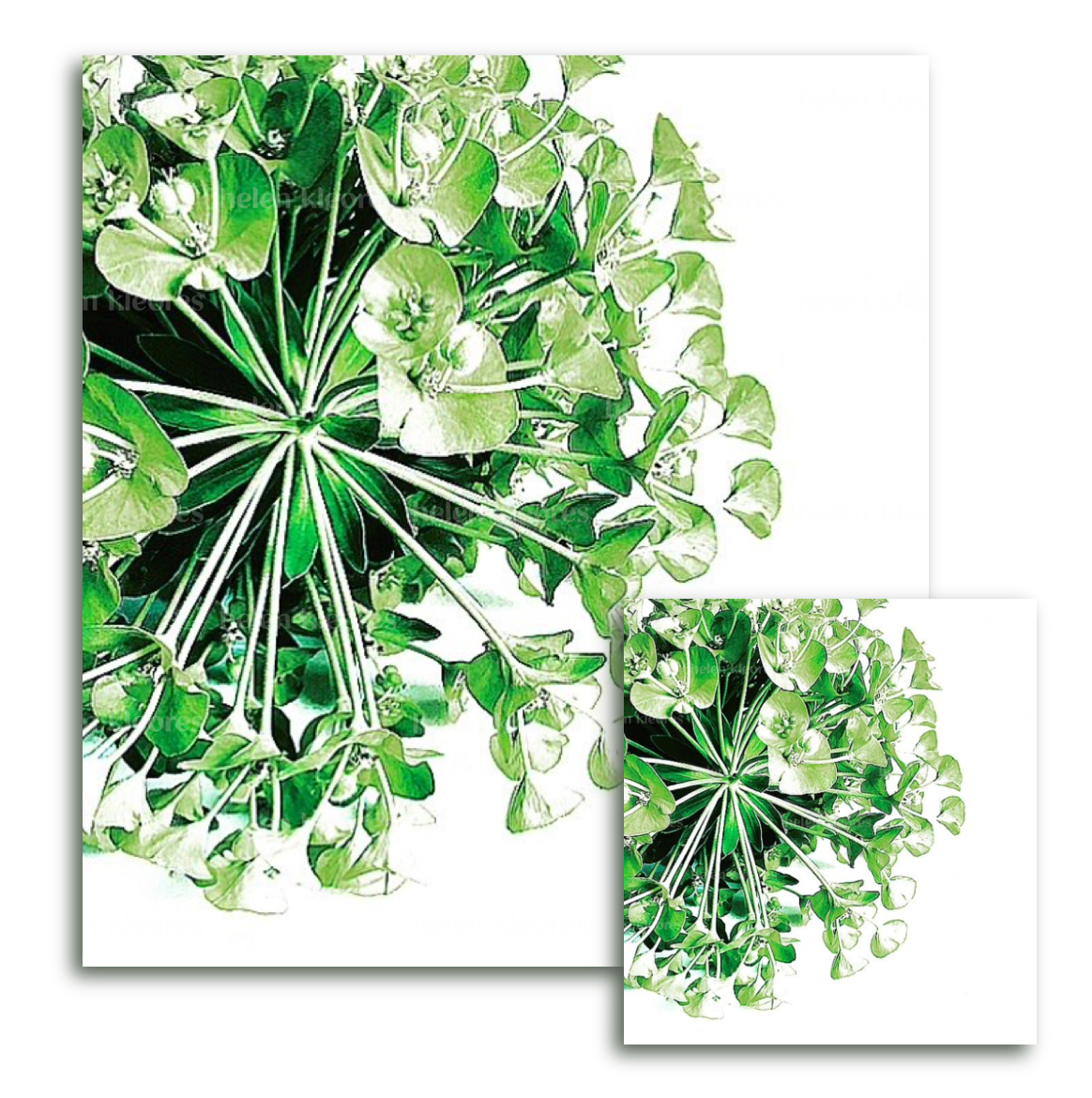 Greeting card - Botanical by Helen Kleores