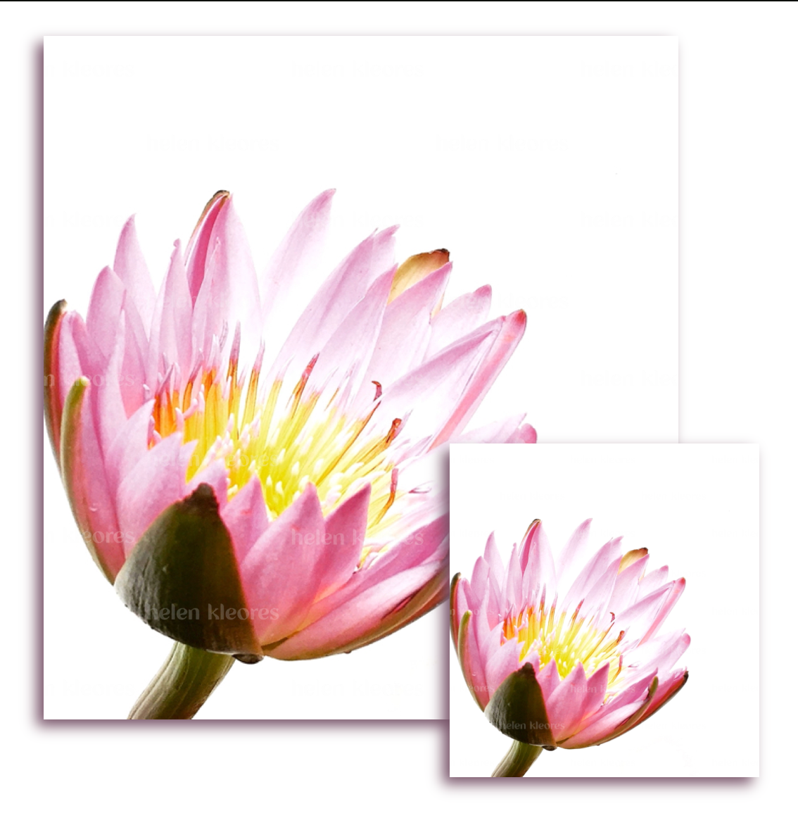 Greeting card - Botanical by Helen Kleores