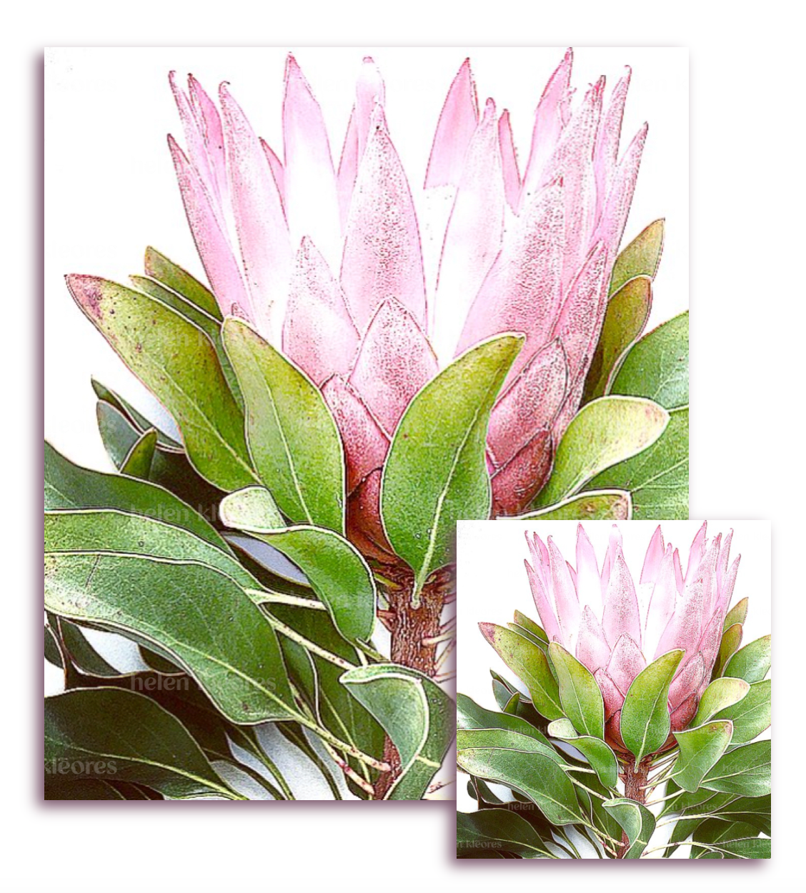 Greeting card - Botanical by Helen Kleores