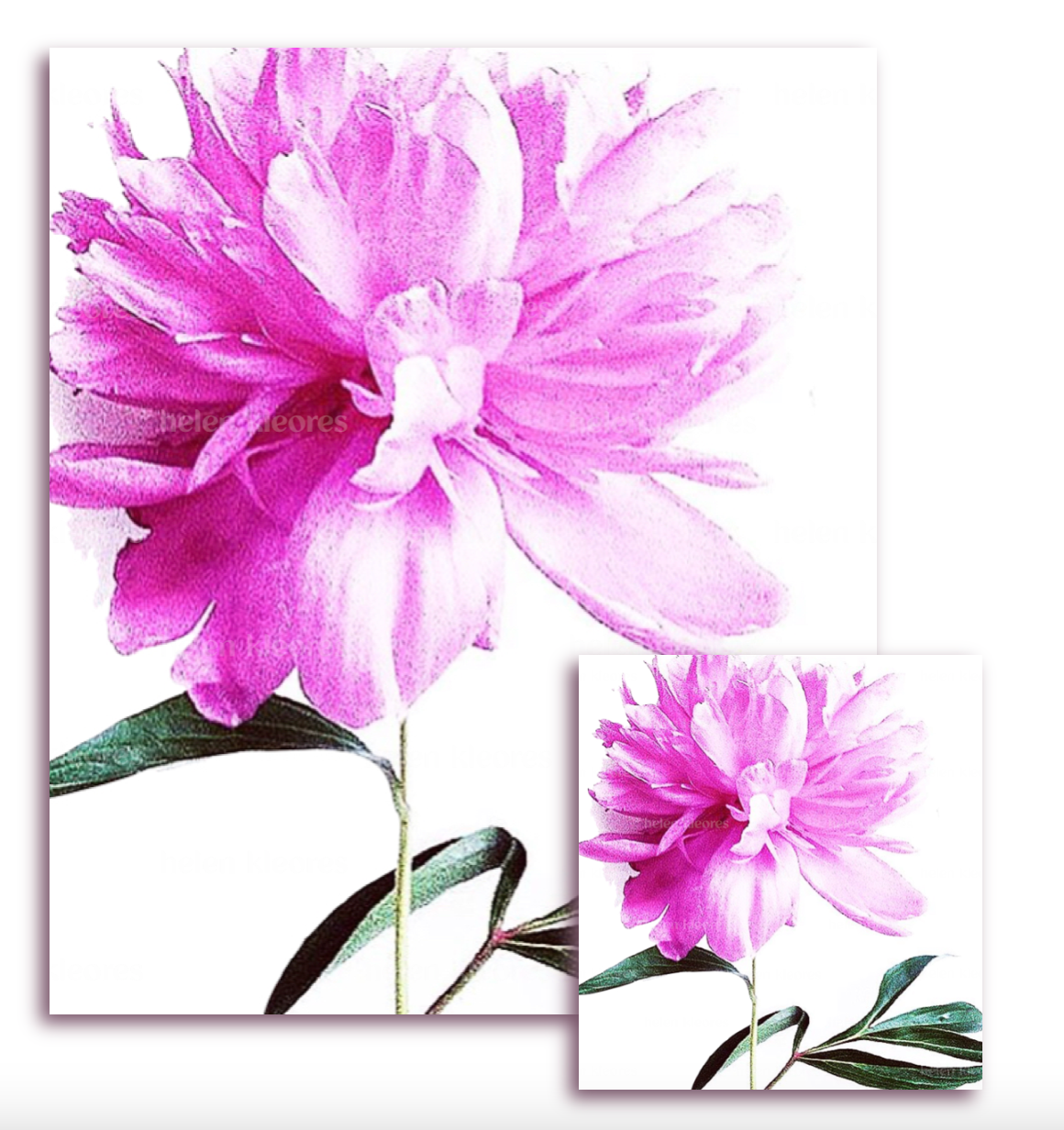 Greeting card - Botanical by Helen Kleores