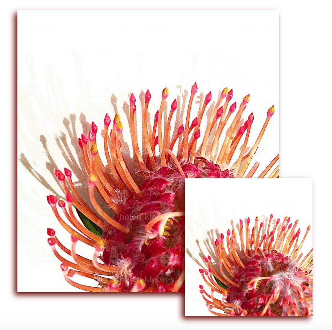 Greeting card - Botanical by Helen Kleores