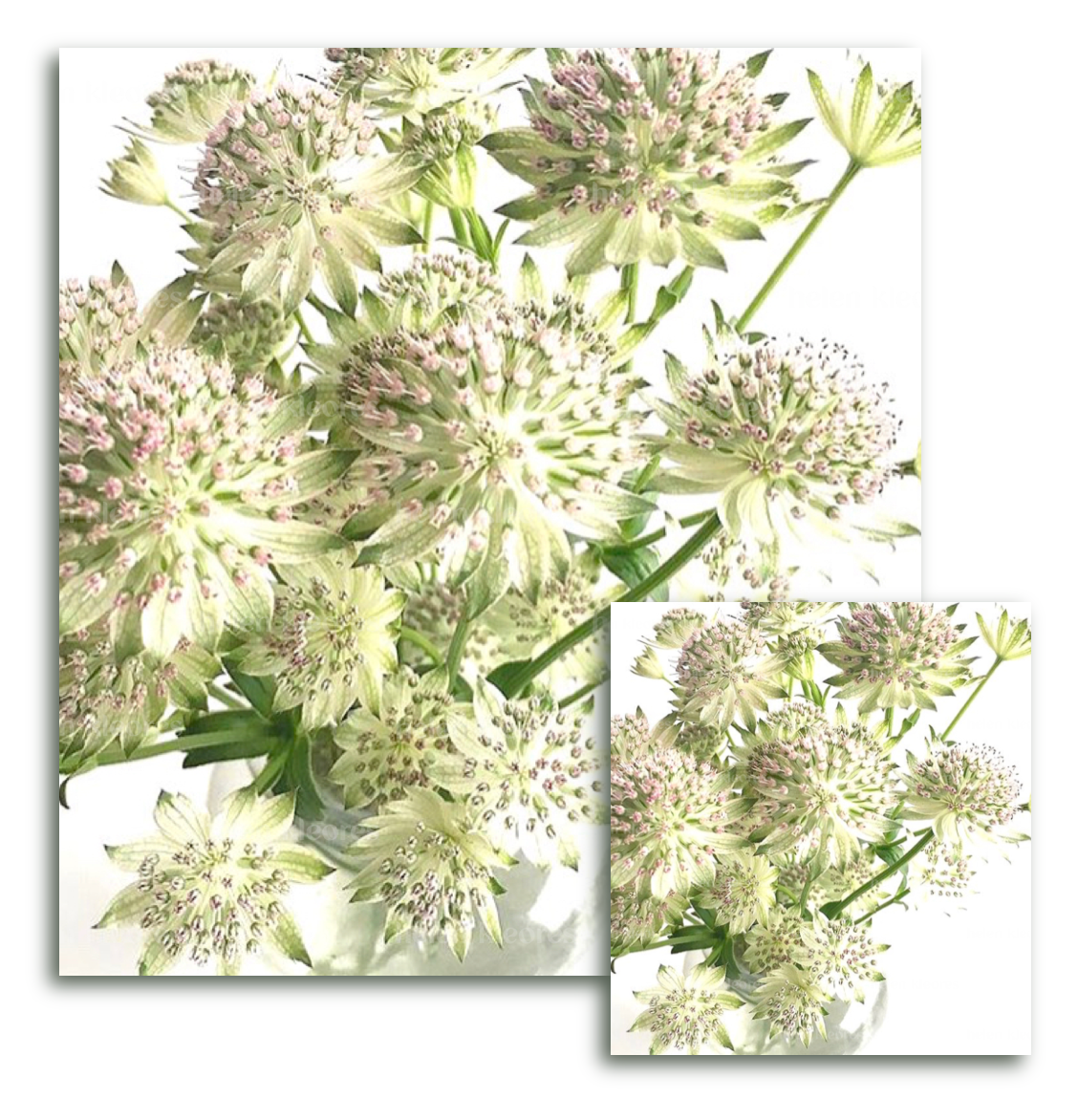 Greeting card - Botanical by Helen Kleores