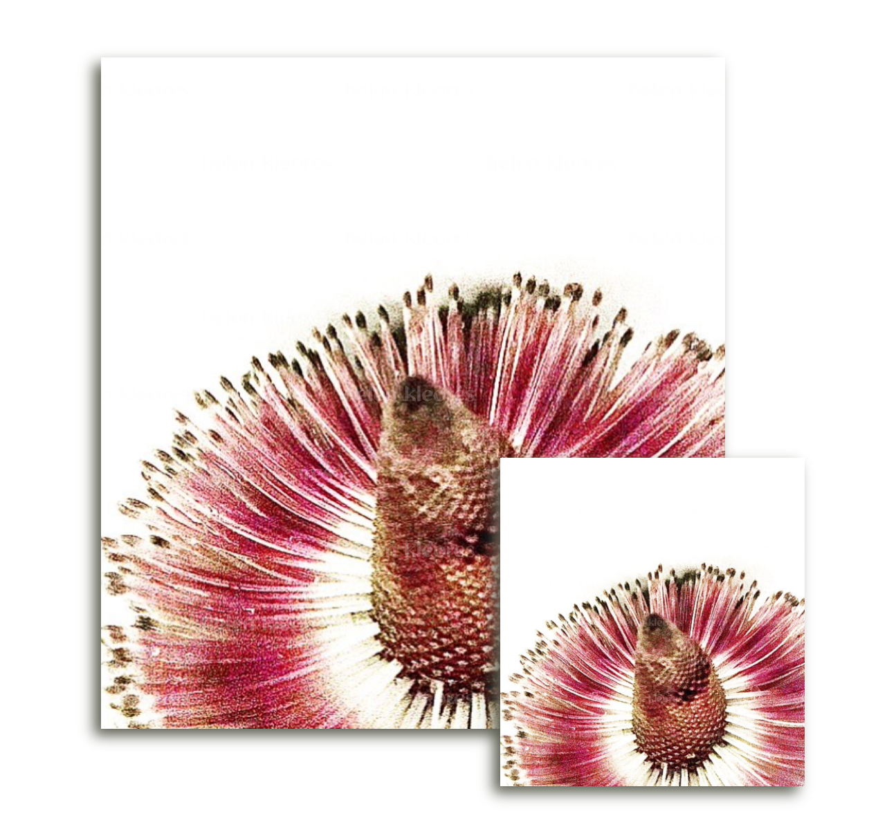 Greeting card - Botanical by Helen Kleores