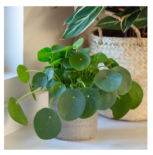 Chinese Money Plant (Pilea peperomioides) – Plantonica