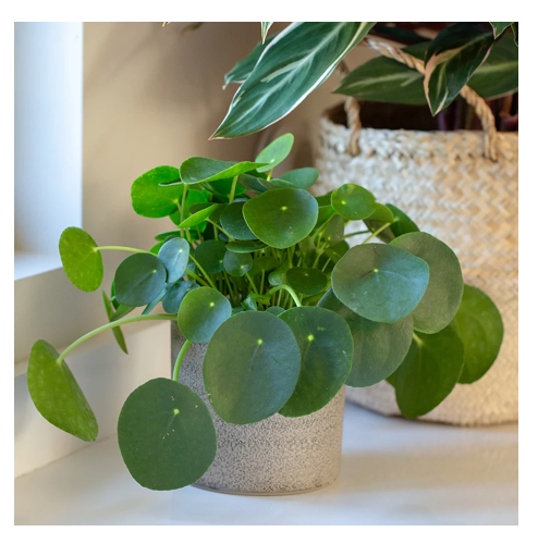 Chinese Money Plant (Pilea peperomioides)