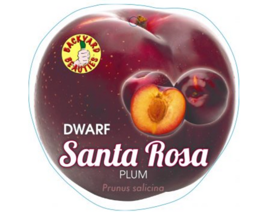 Dwarf Plum Santa Rosa (Prunus salicina)
