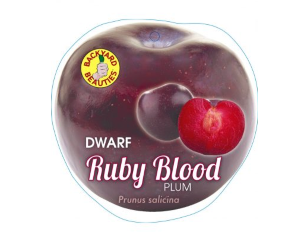 Dwarf Ruby Blood Plum (Prunus salicina)