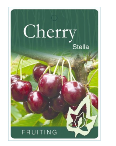 Cherry Stella Traditional (Prunus avium)