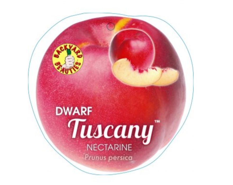 Dwarf Tuscany Nectarine (Prunus persica)