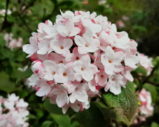 Viburnum Carlesii
