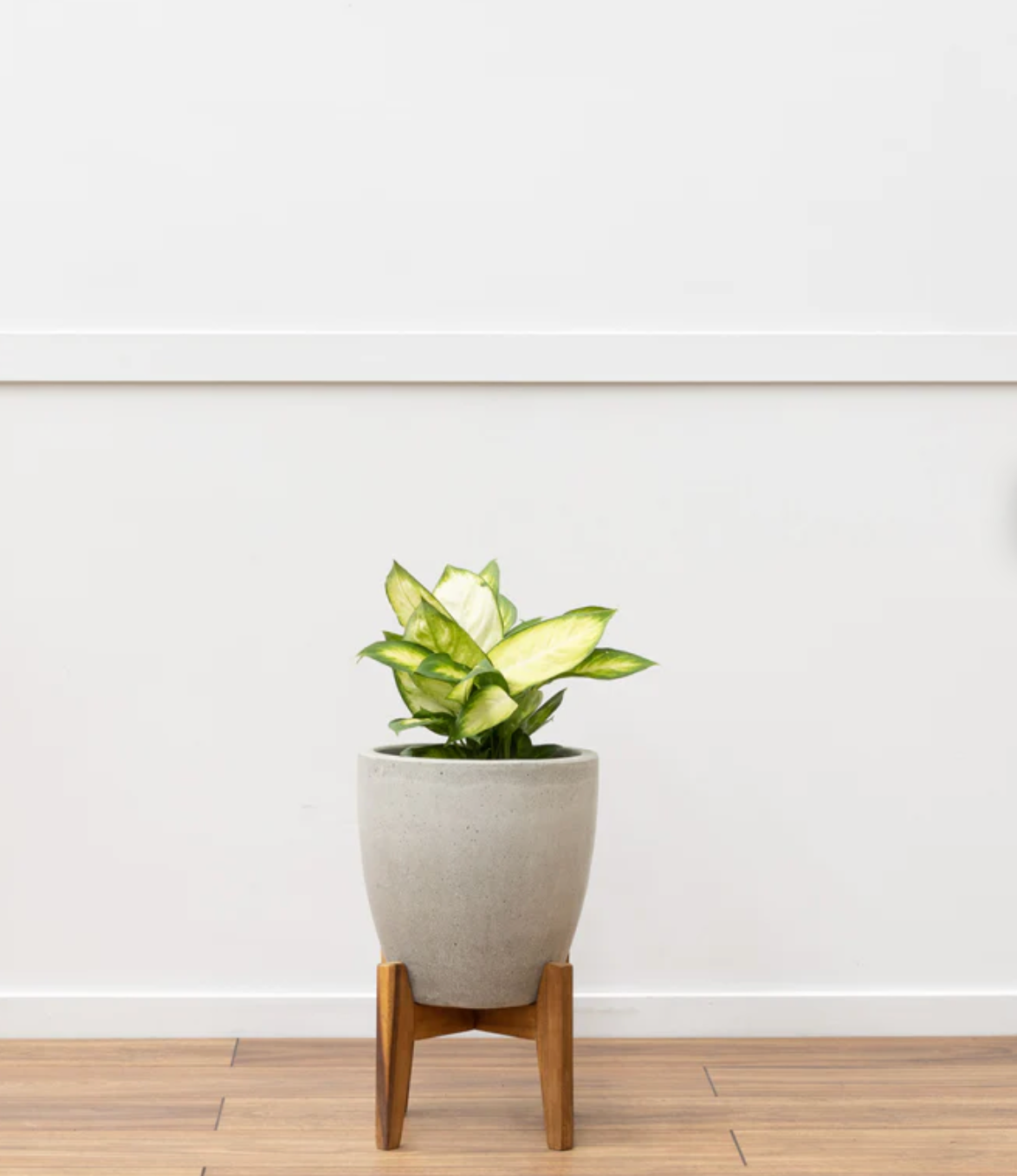 Cement Egg Pot with Timber Stand - Northcote Pottery