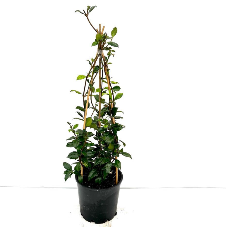 Star Jasmine (Trachelospermum Jasminoides)