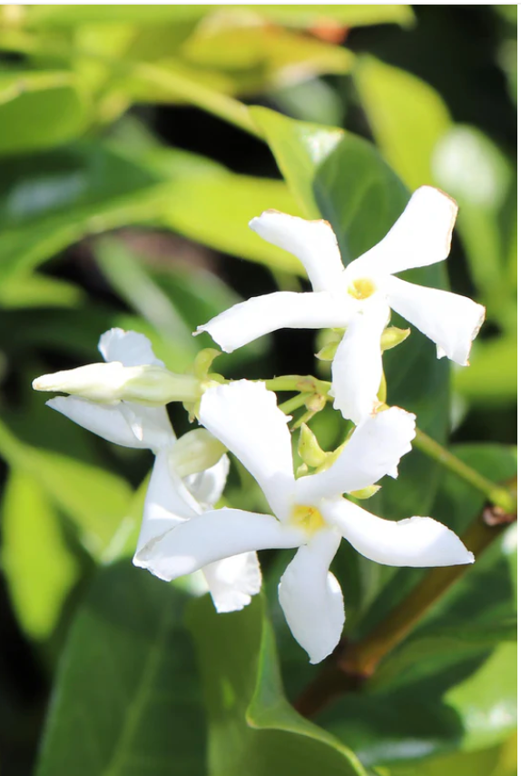 Star Jasmine (Trachelospermum Jasminoides)