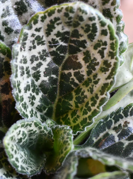 Streptocarpus Pretty Turtle