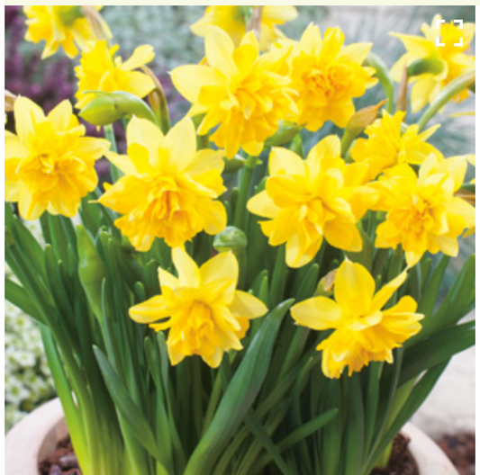 Daffodil Tete Boucle (Narcissus tazetta) 140mm