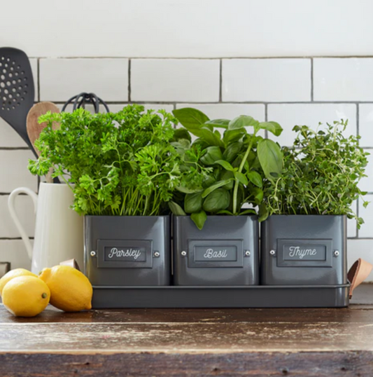 Set of gray herb planters with herbs on a kitchen counter