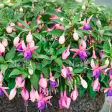 Fuchsia Hybrid - Mariska