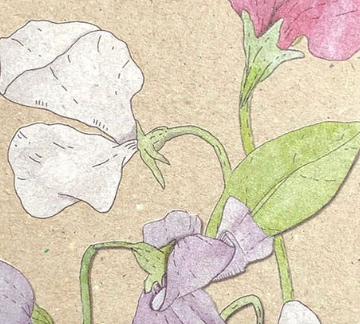 Sweet Pea Gift Tag 10 Pack