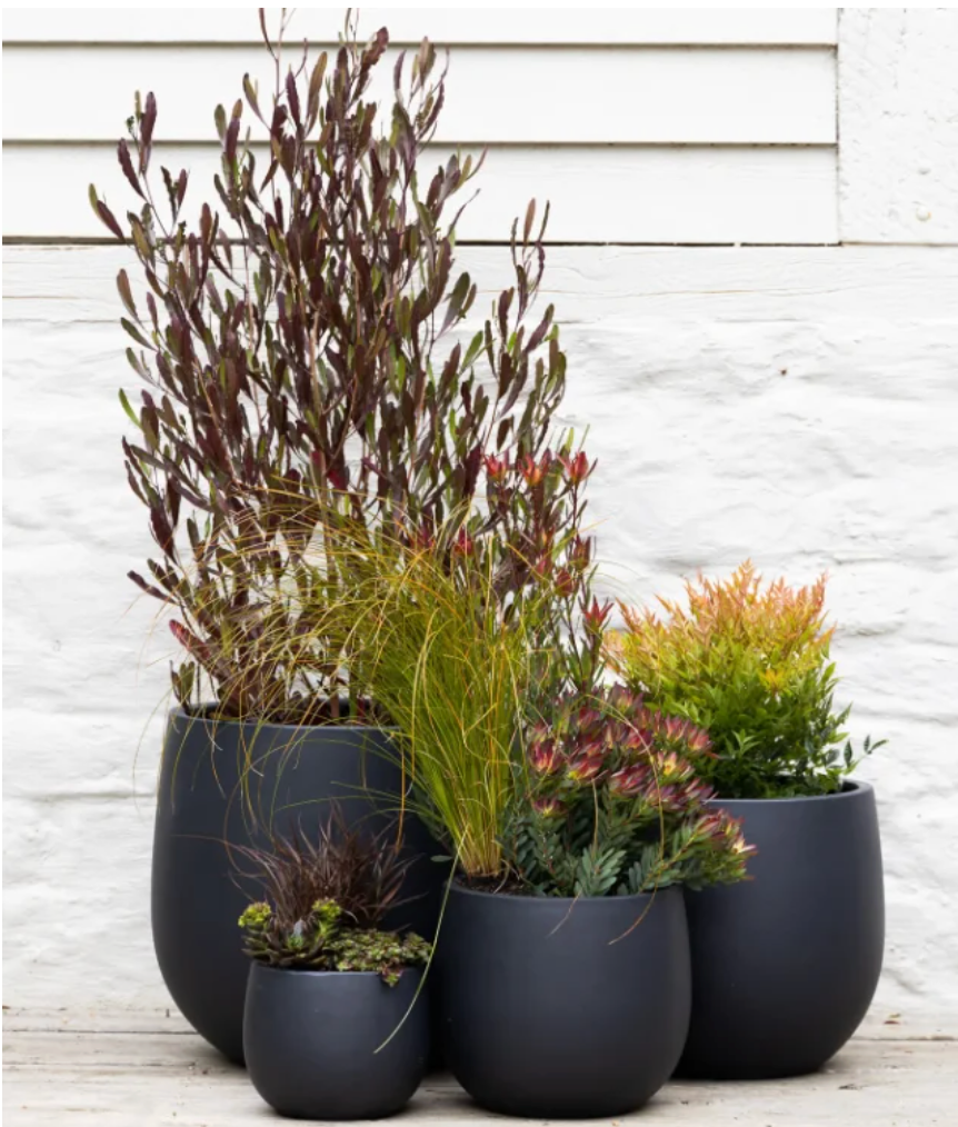 Saxon Contempo Egg Pot