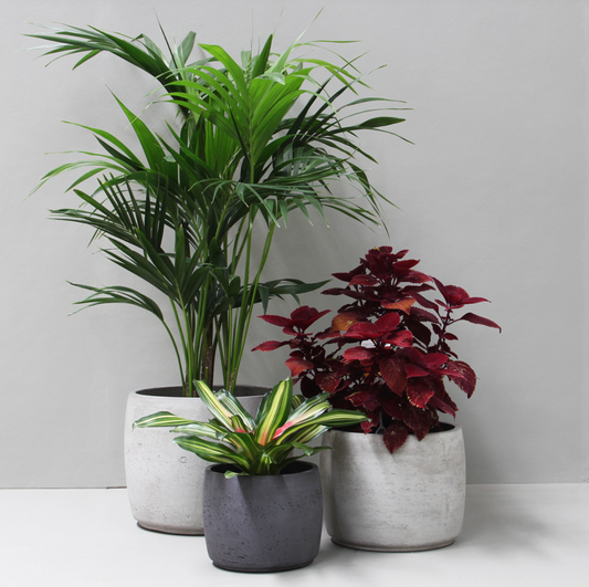 Black Barrel Pot - Set of 2