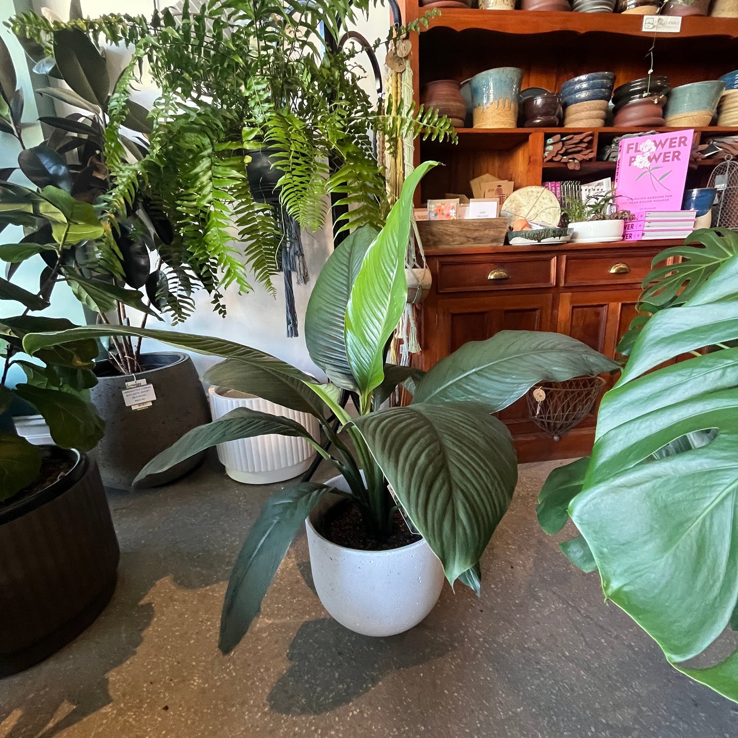 Potted plants on a table with a wooden shelf in the background