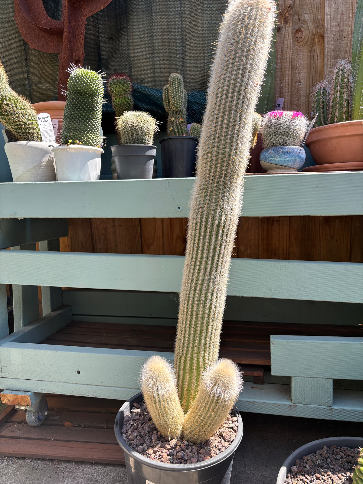 Silver Torch Cactus (Cleistocactus strausii)