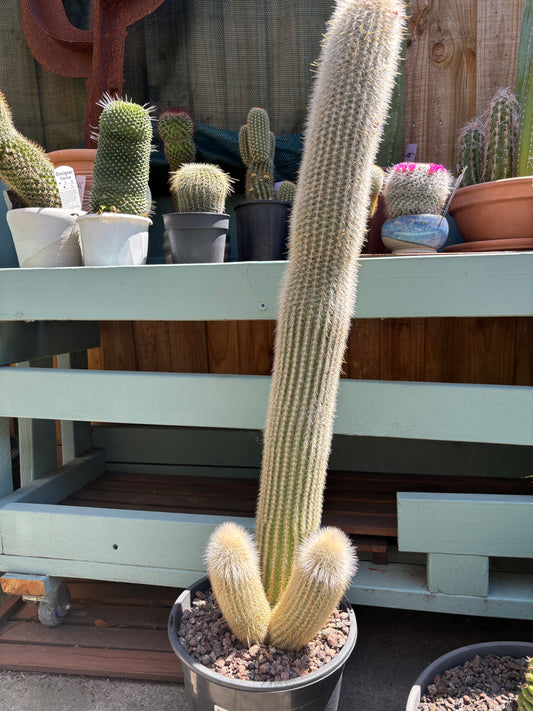 Silver Torch Cactus (Cleistocactus strausii)
