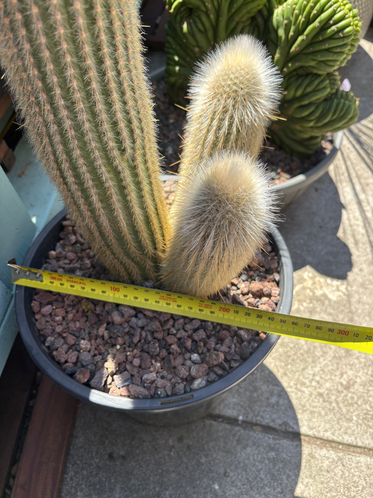 Silver Torch Cactus (Cleistocactus strausii)