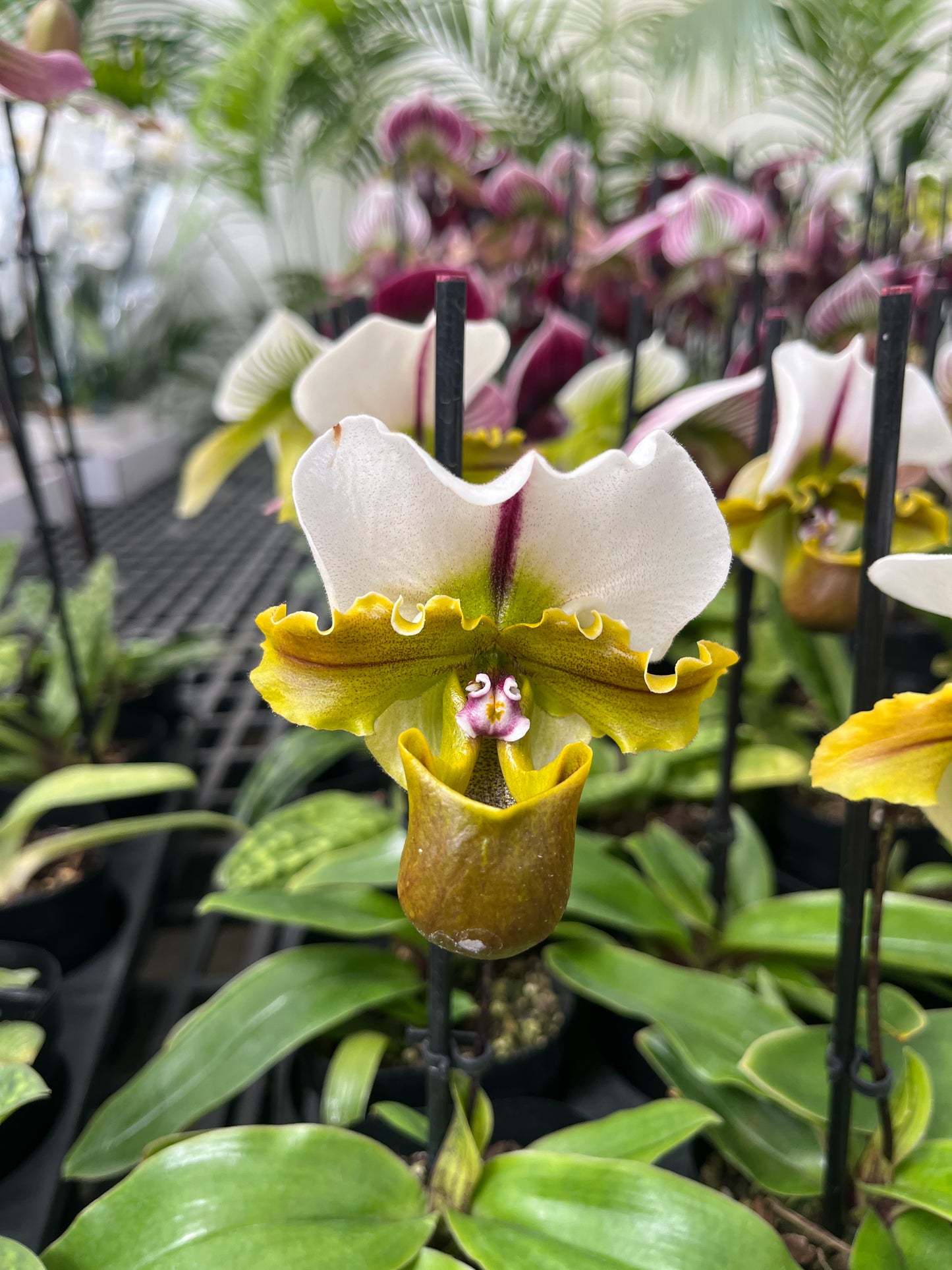 Close-up of a white and yellow orchid with green leaves in the background