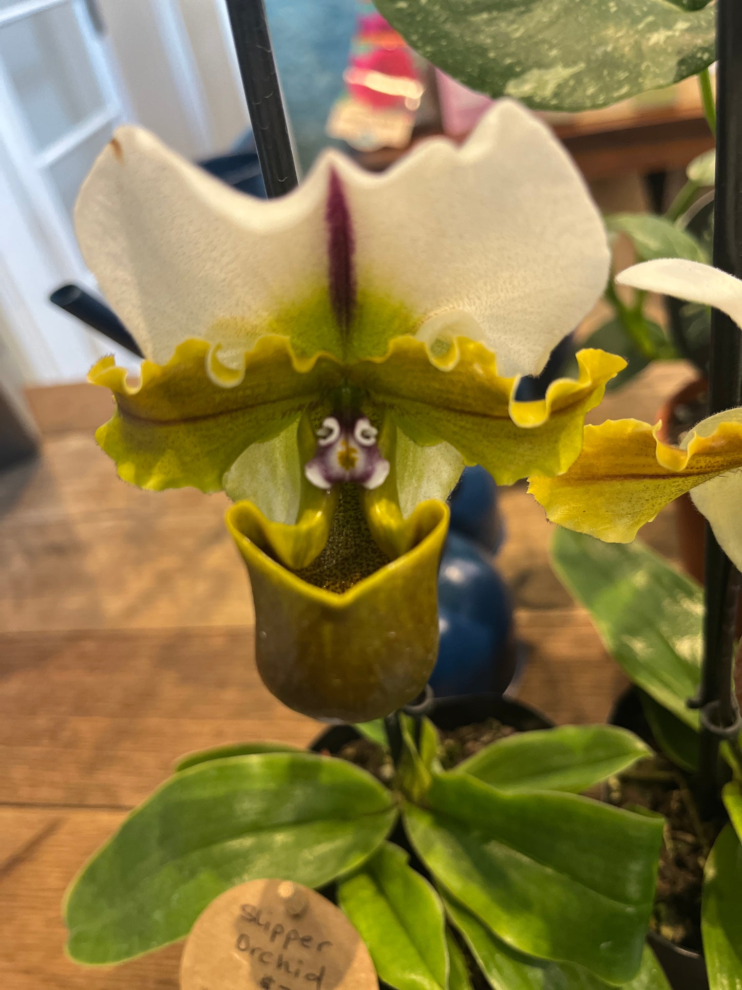 Close-up of a green and white orchid with a blurred background
