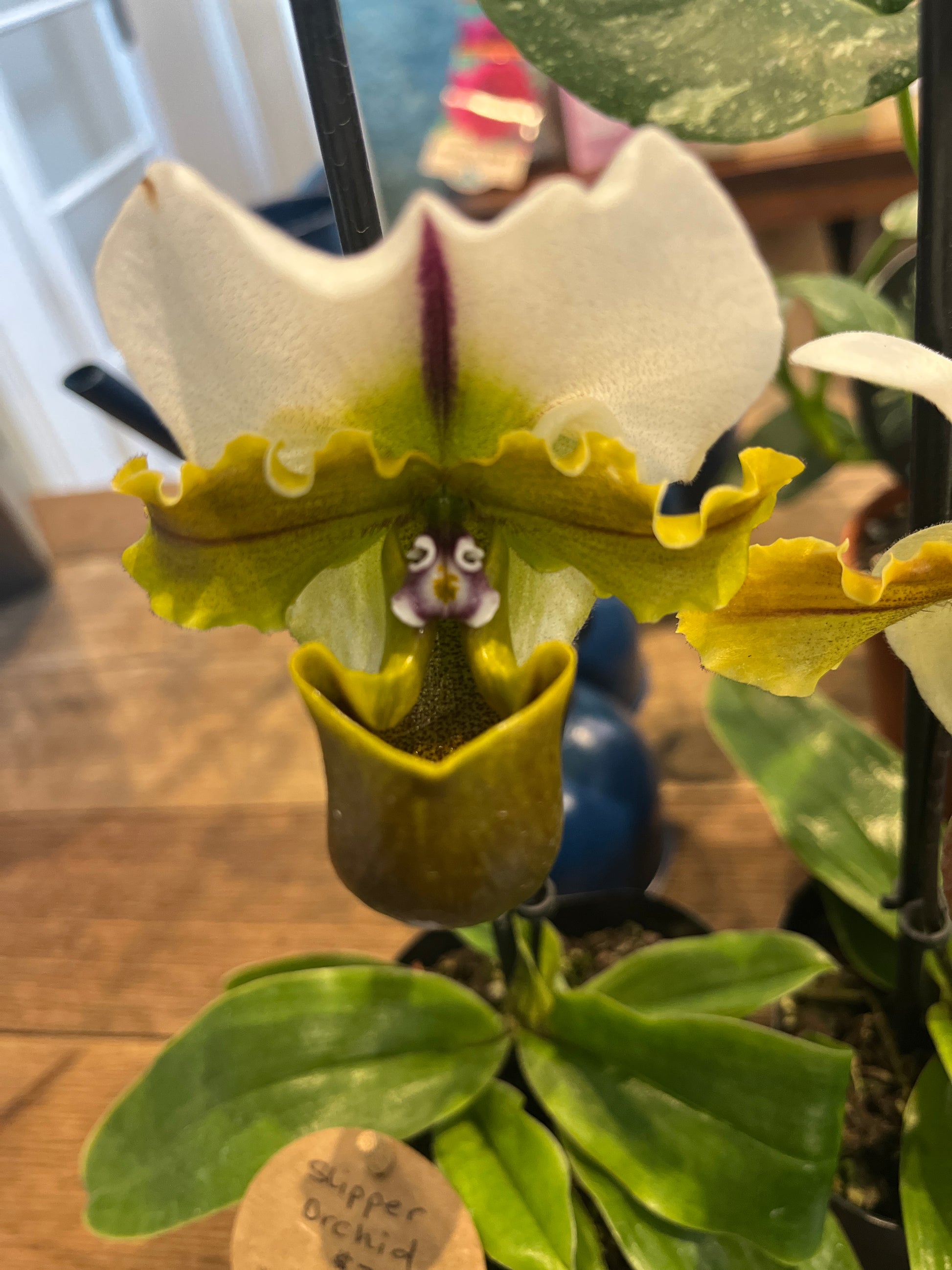 Close-up of a green and white orchid with a blurred background