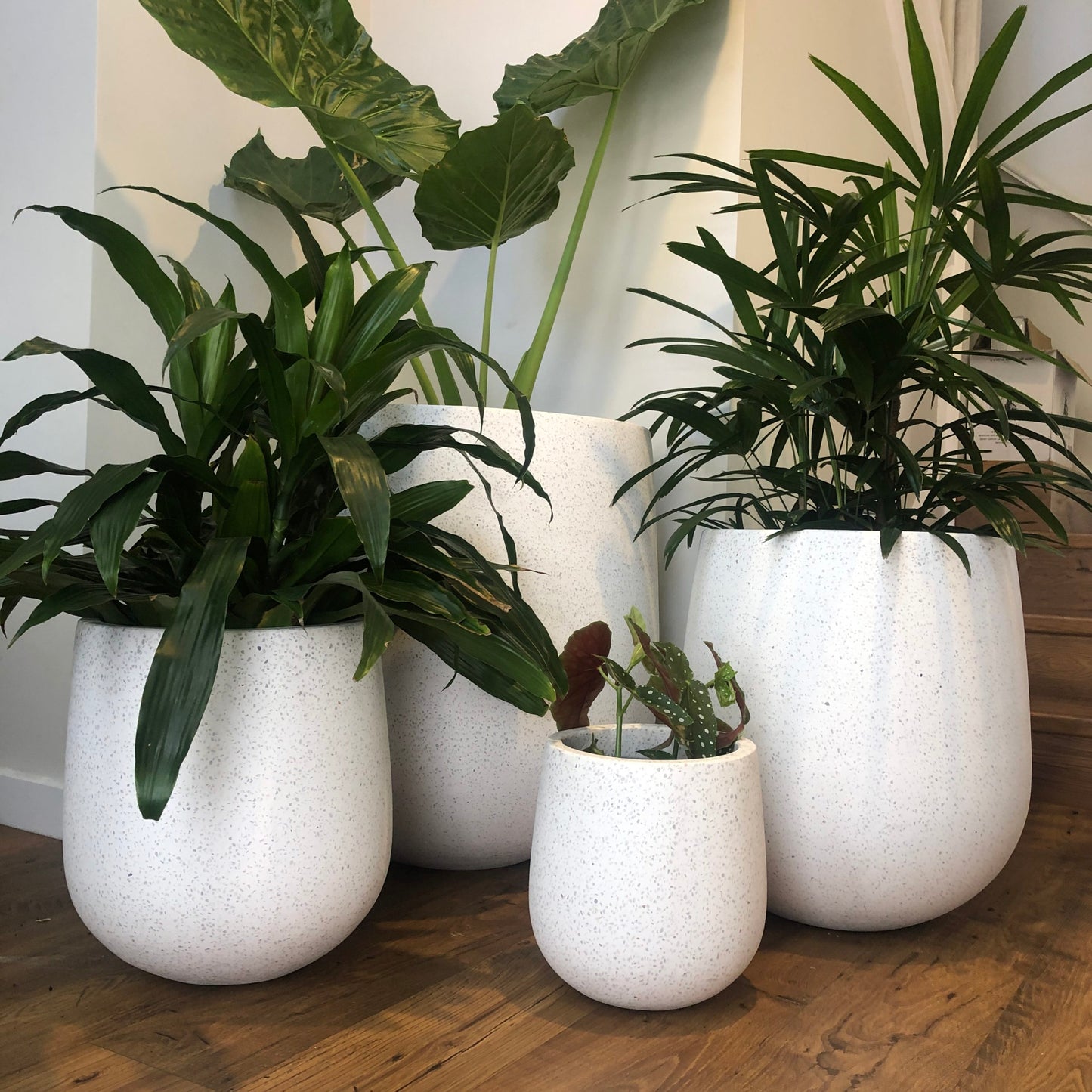 Four potted plants in white pots on a wooden floor.
