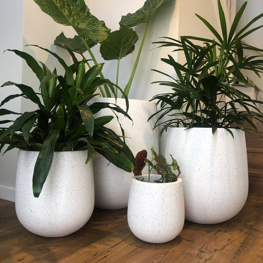 Four potted plants in white pots on a wooden floor.