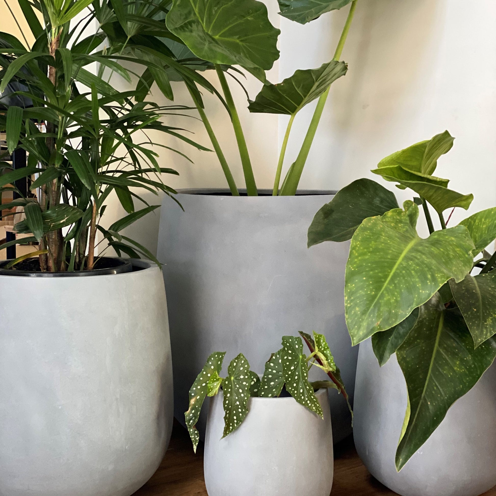 Collection of grey pots with plants in various sizes on a wooden surface.