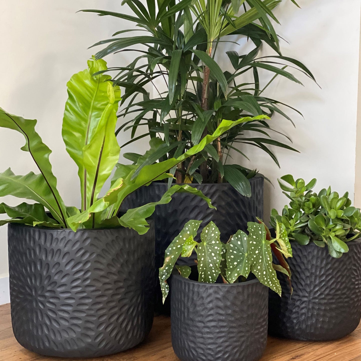 The Lizey Planter