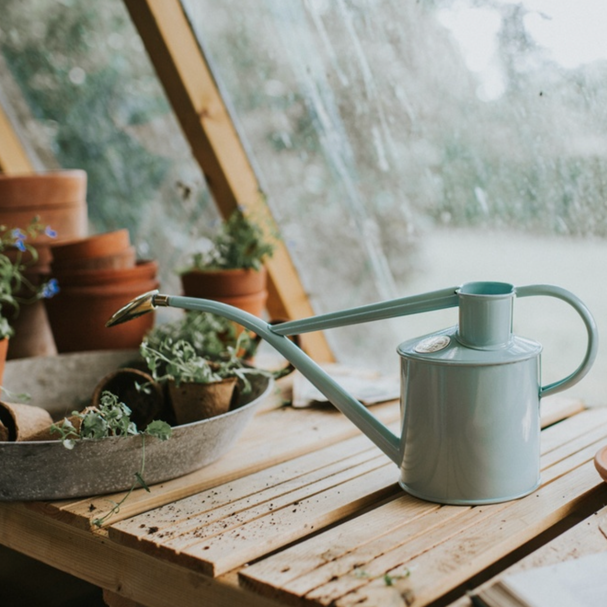 Light blue watering can on a wooden table with potted plants in a greenhouse setting