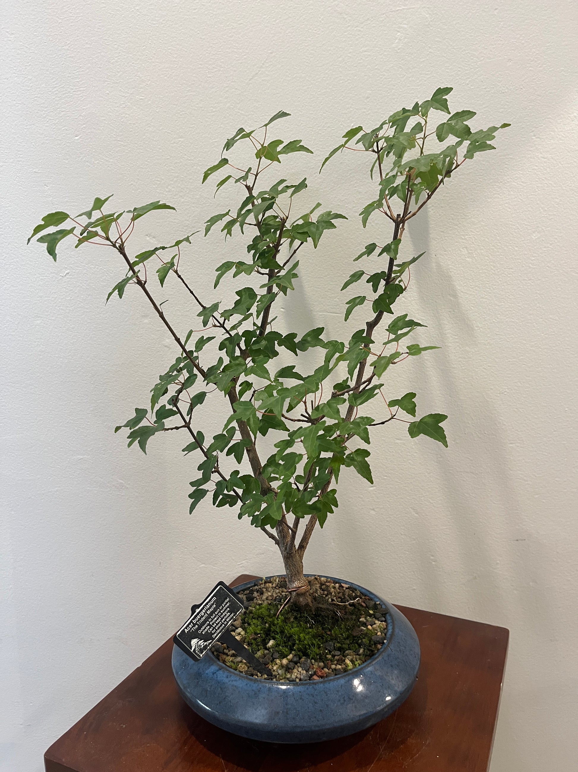 Bonsai on a white wall with a wooden shelf