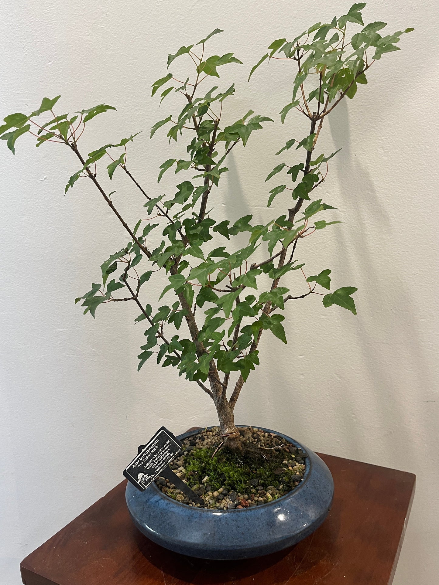 Bonsai on a wooden shelf against a white wall