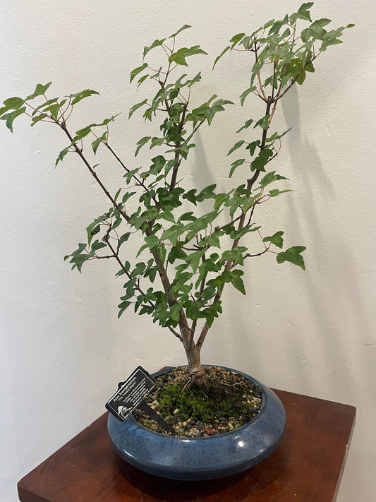 Bonsai on a wooden shelf against a white wall