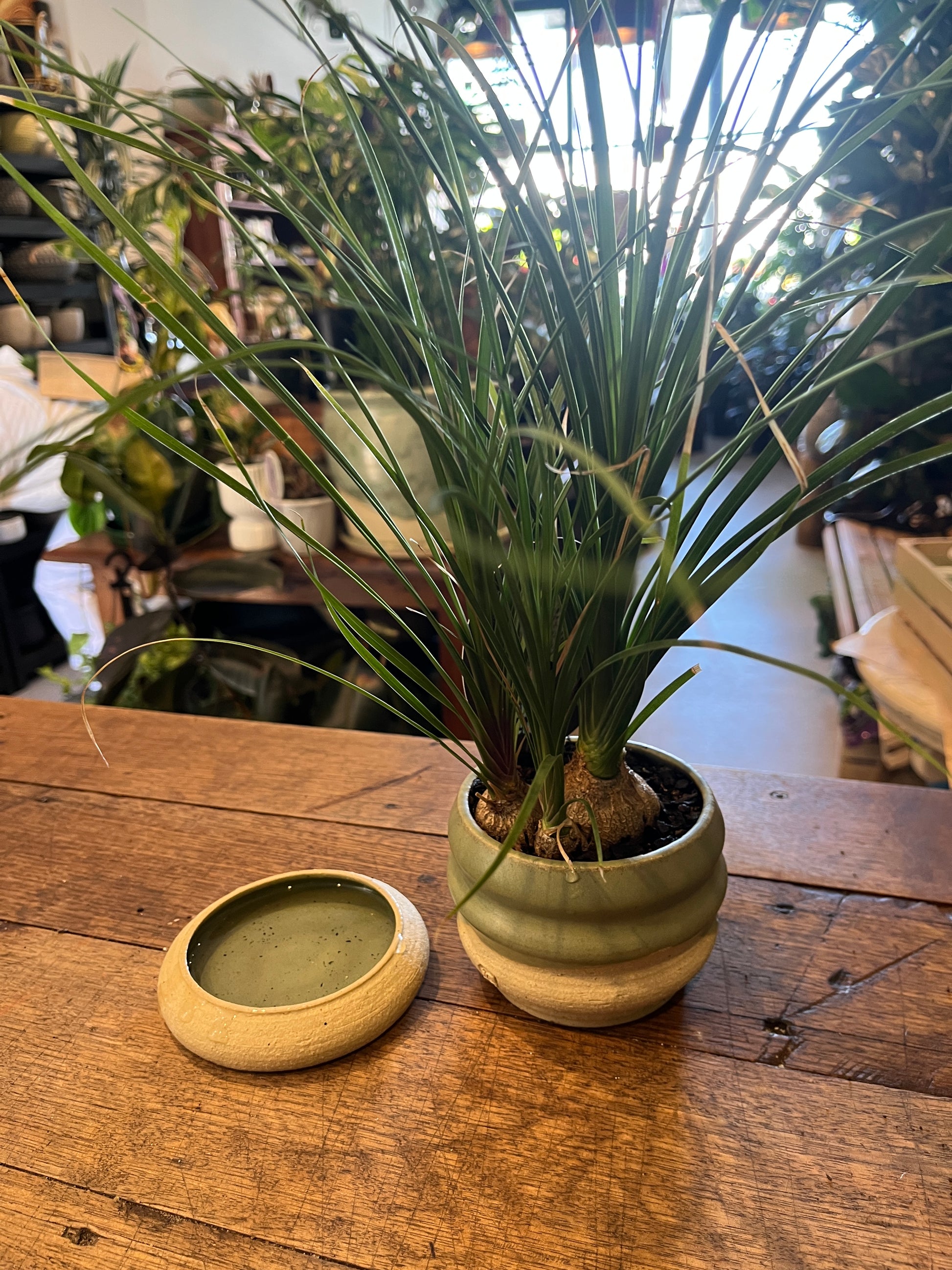 Potted plant on a wooden surface with a blurred background