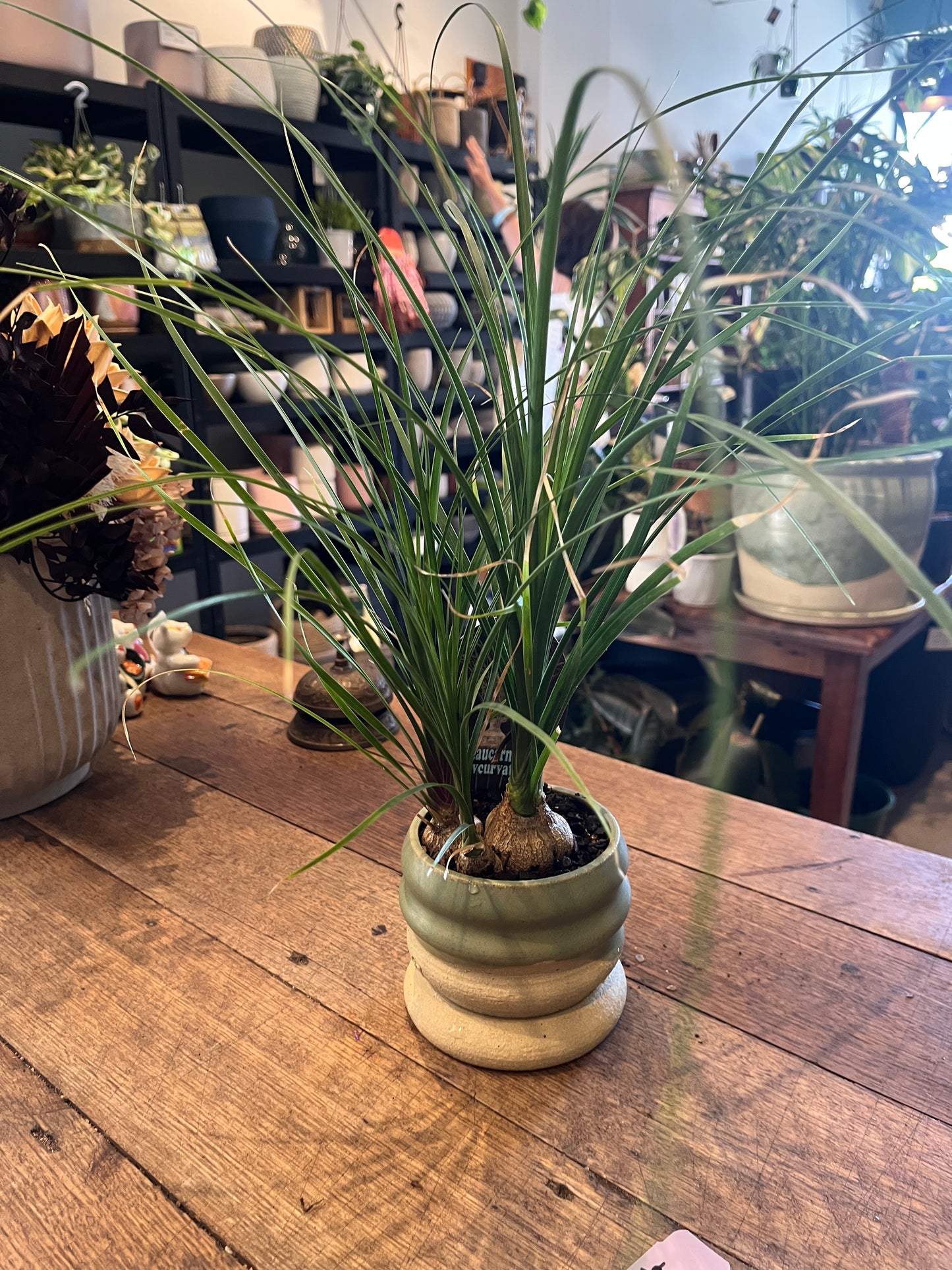 Potted plant on a wooden table with a blurred background