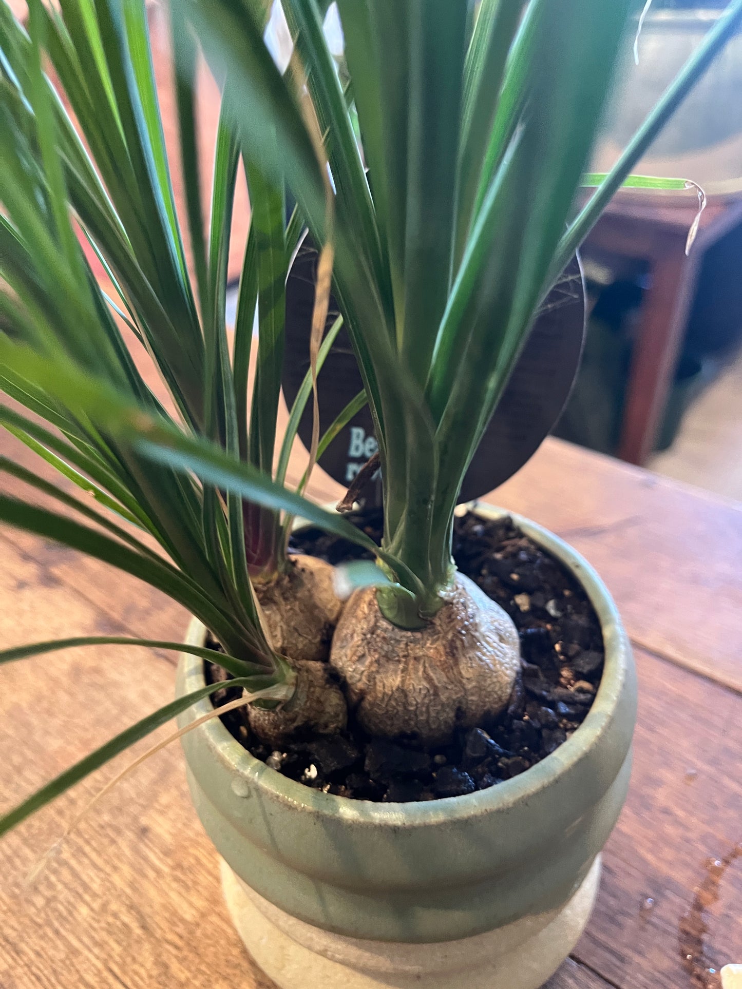 Close-up of a potted plant with visible roots on a wooden surface