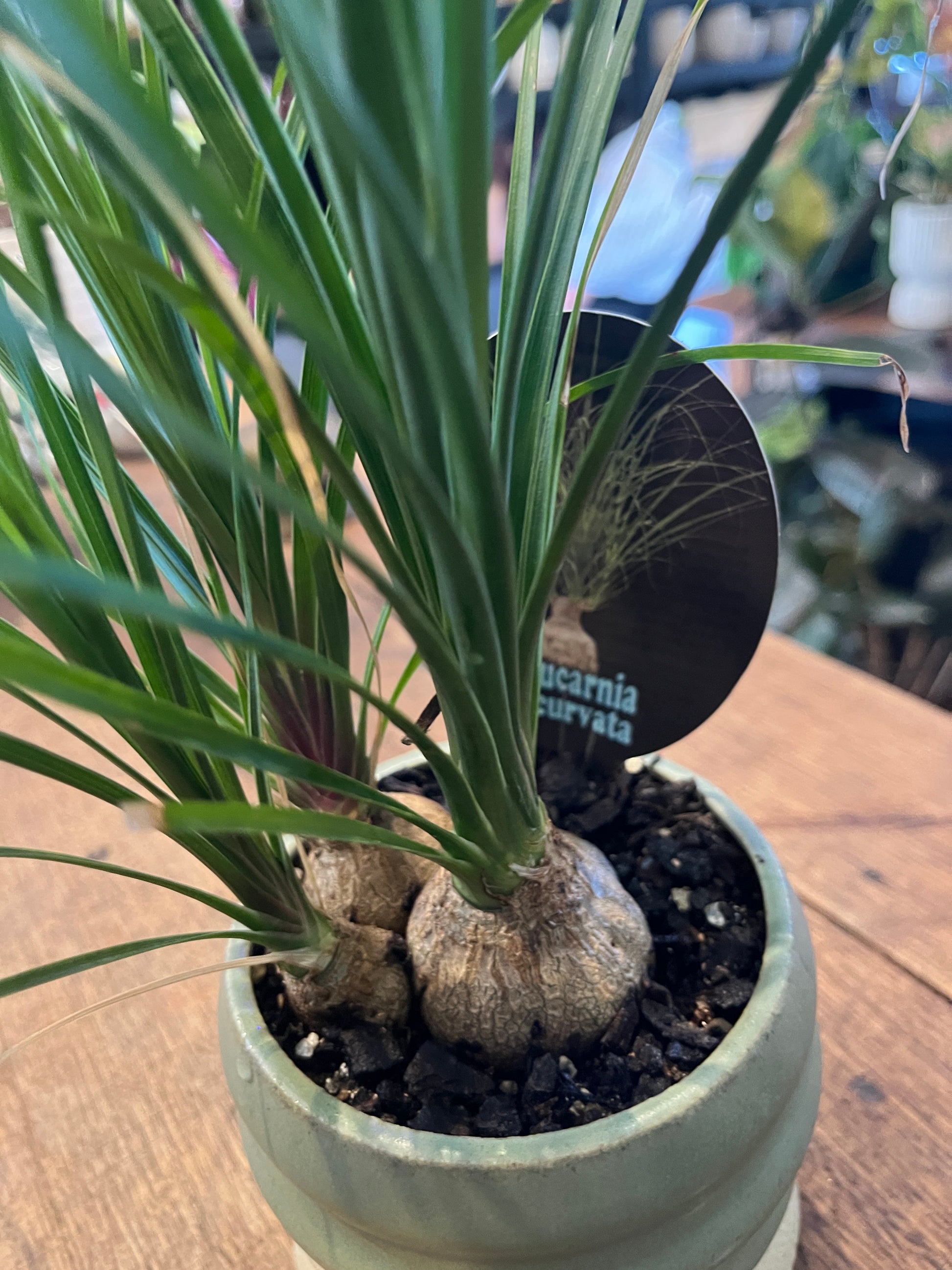 Close-up of a potted plant with visible roots and stones on a wooden surface