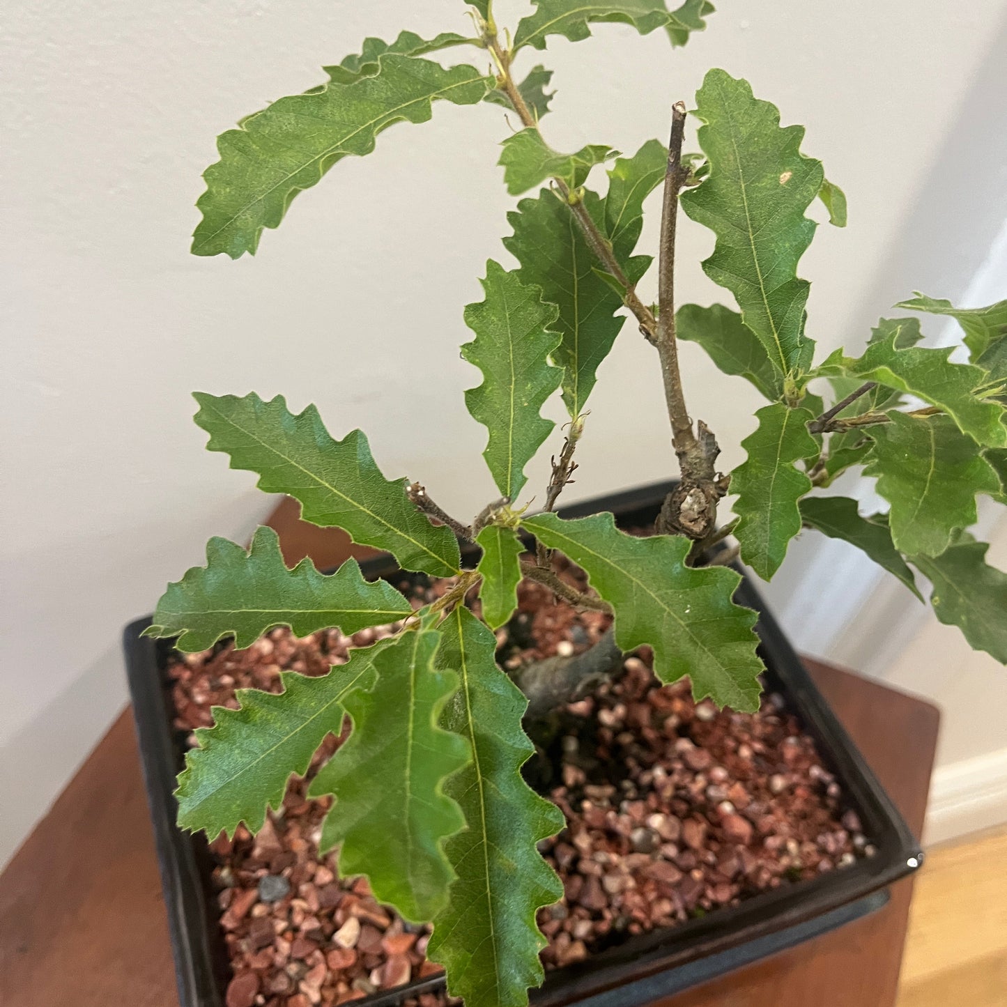 Small potted plant with green leaves on a white surface