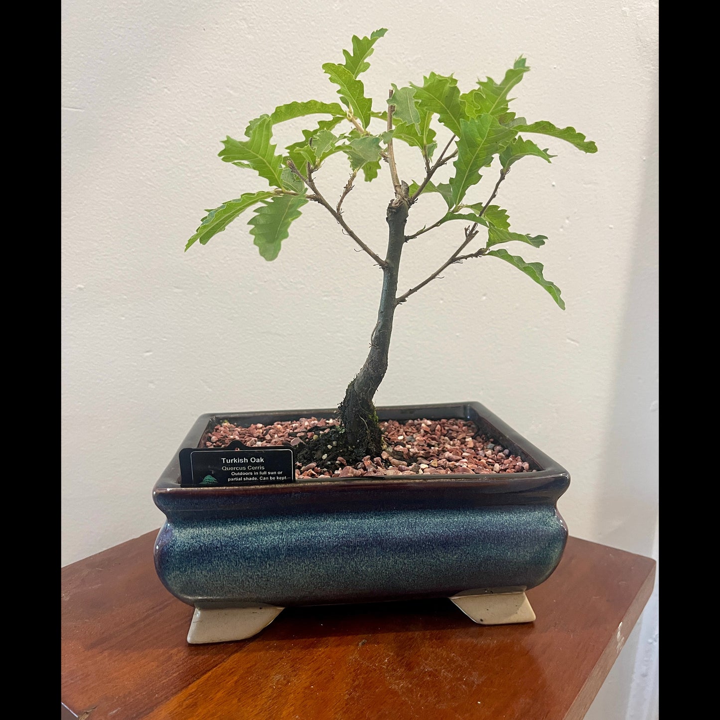 Bonsai tree in a pot on a wooden surface with a white wall background
