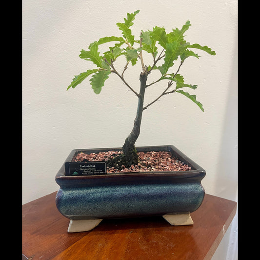 Bonsai tree in a pot on a wooden surface with a white wall background