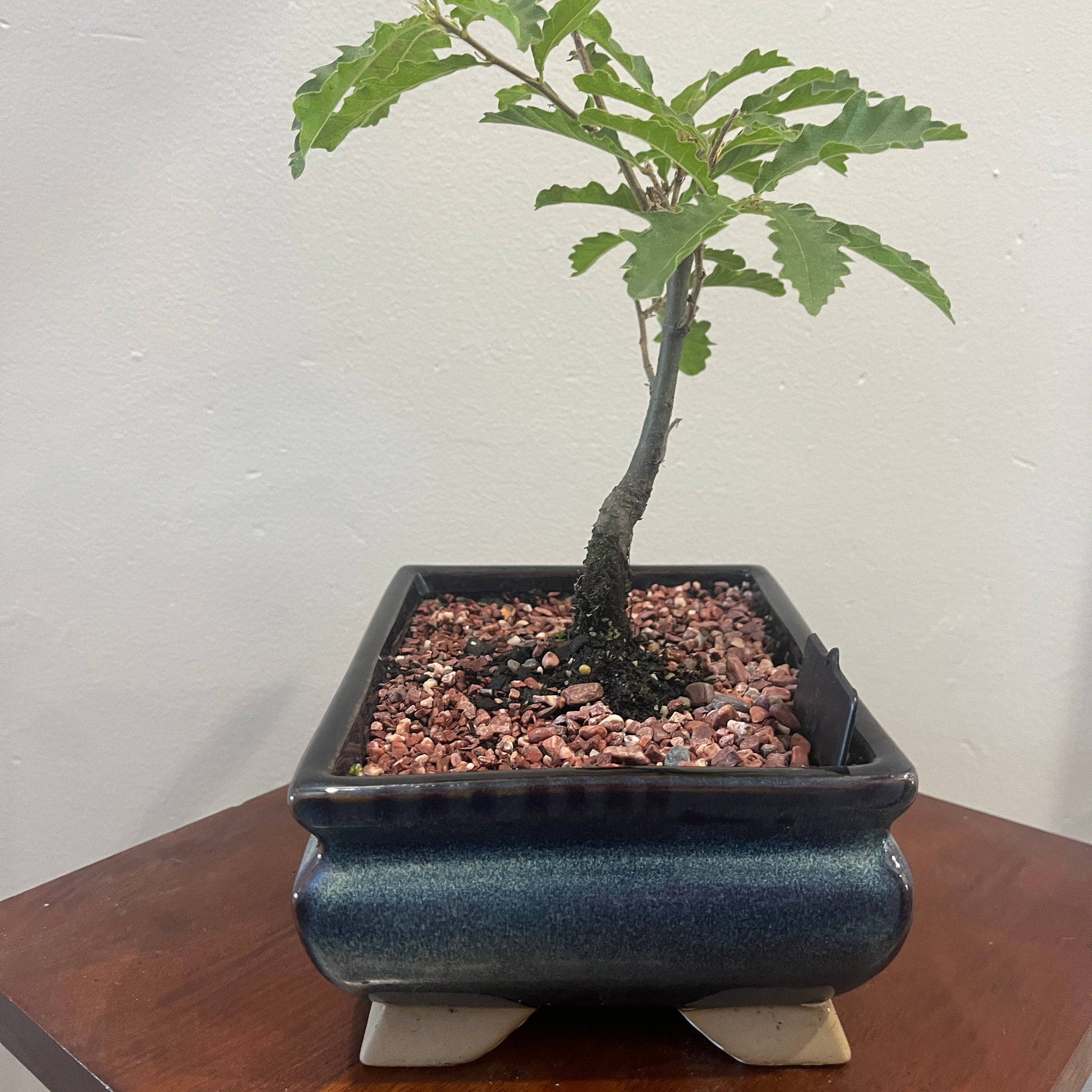 Bonsai tree in a pot on a wooden surface with a white wall background