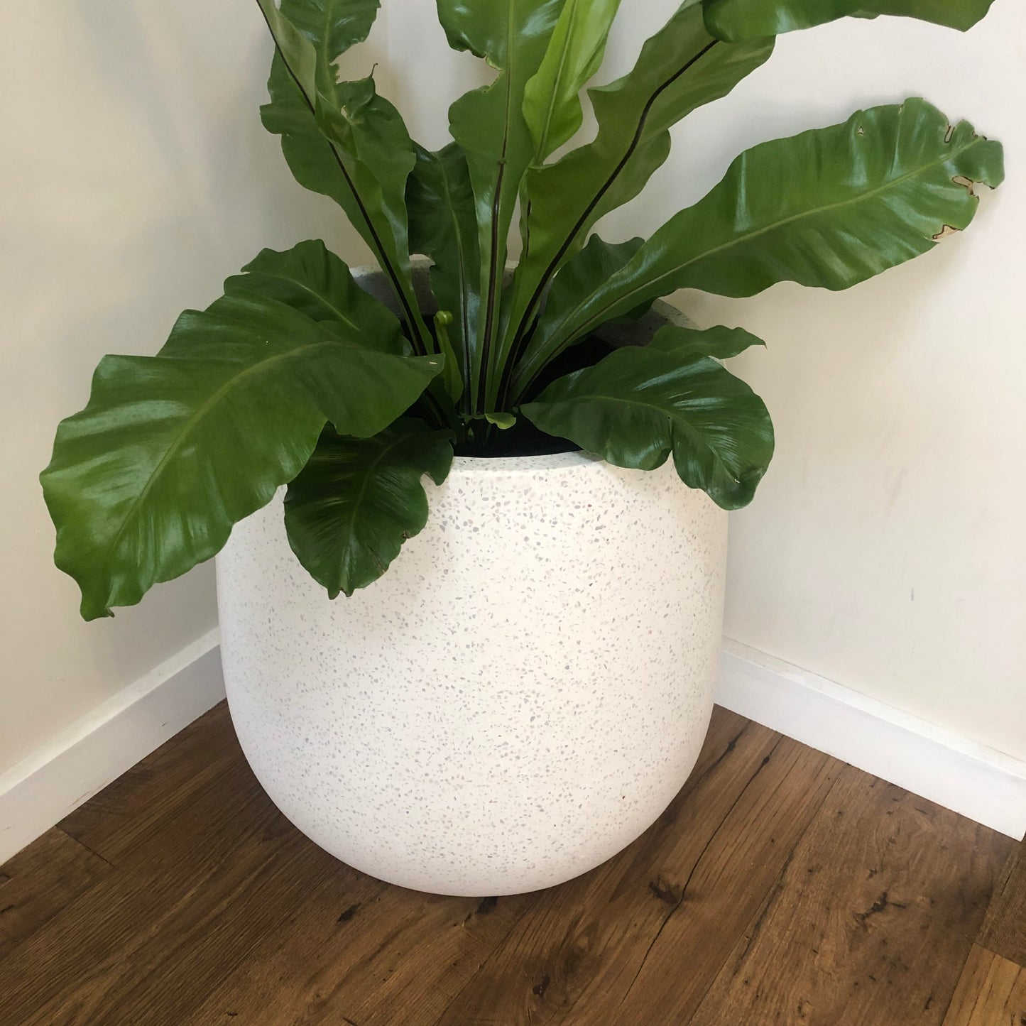 Large green leafy plant in a textured white pot on a wooden floor against a white wall.