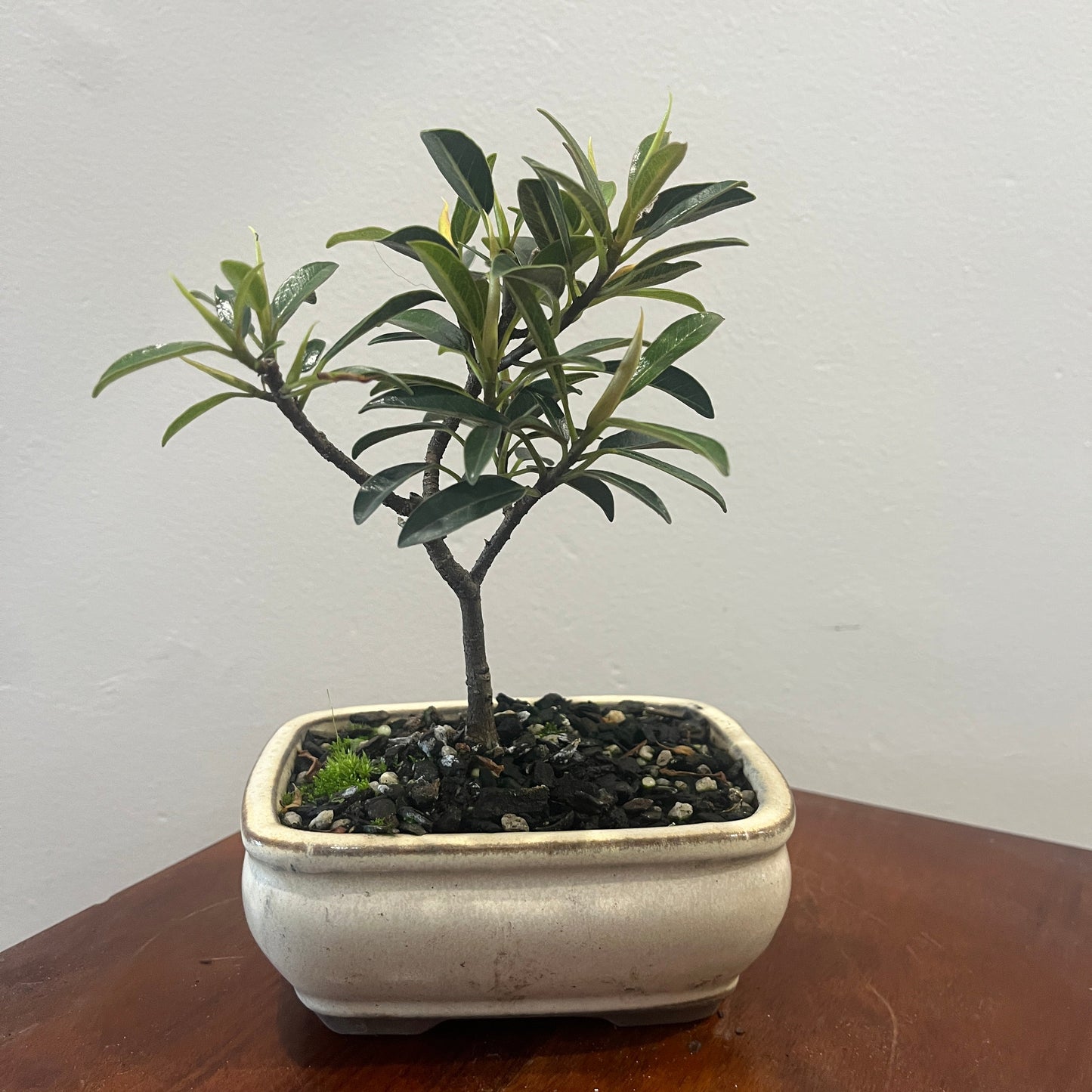 Small potted plant on a wooden surface with a plain background